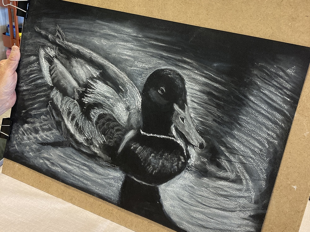 Pato negro